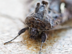 Autographa gamma