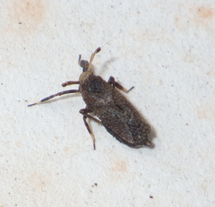 Asiracinae