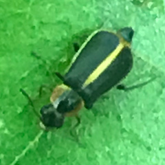 Attalus circumscriptus