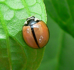 Cheilomenes propinqua