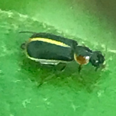 Attalus circumscriptus