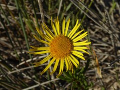 Limbarda crithmoides