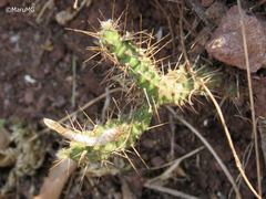 Opuntia pubescens