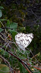 Belenois gidica abyssinica