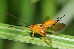 Theronia