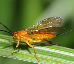 Theronia
