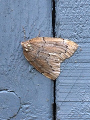 Spodolepis substriataria