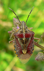 Agonoscelis erosa
