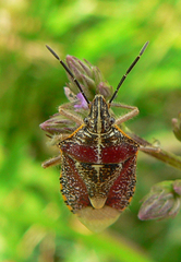 Agonoscelis erosa