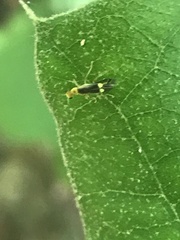 Malthinus occipitalis