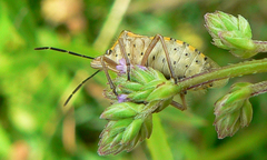 Agonoscelis erosa