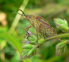 Agonoscelis erosa