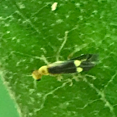 Malthinus occipitalis