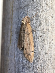 Spodolepis substriataria