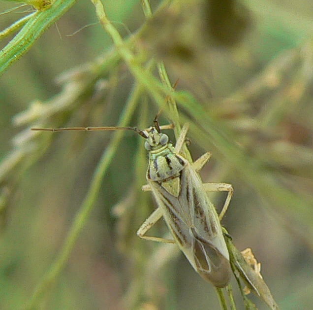 Stenotus nigroquadristriatus