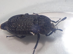 Thanatophilus rugosus