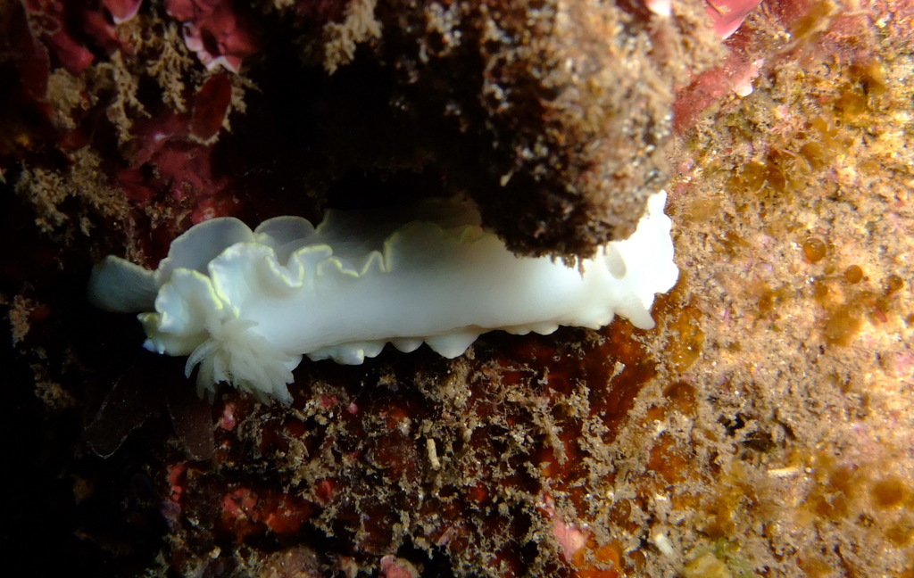 Doriprismatica kulonba