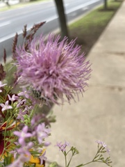 Plectocephalus americanus