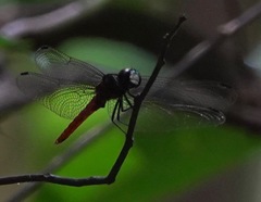 Lyriothemis cleis