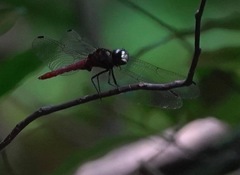Lyriothemis cleis