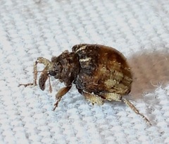 Phyrdenus divergens