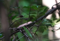 Lyriothemis cleis