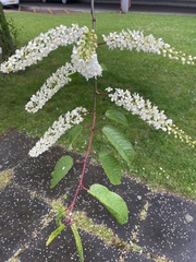 Prunus padus