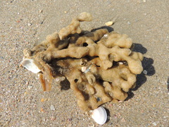 Callyspongia annulata
