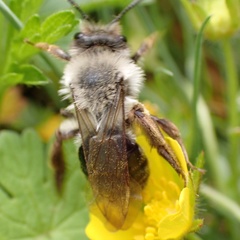 Andrena vaga