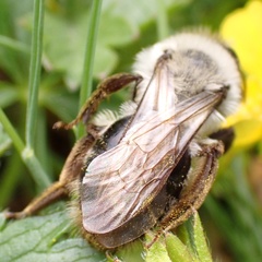 Andrena vaga