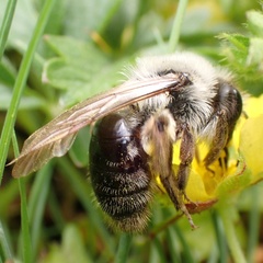 Andrena vaga