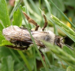 Andrena vaga