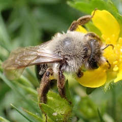 Andrena vaga