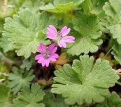 Geranium molle