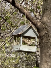Fringilla coelebs