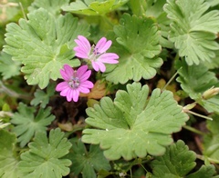 Geranium molle