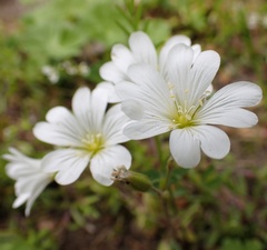 Cerastium arvense