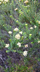 Agathosma apiculata