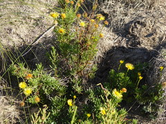 Limbarda crithmoides