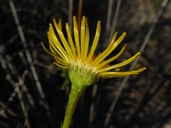 Limbarda crithmoides