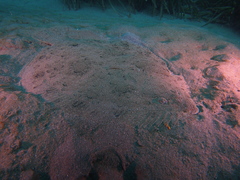 Scophthalmus rhombus