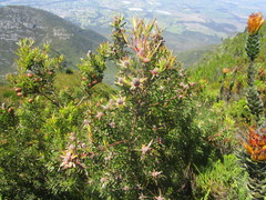 Leucadendron conicum