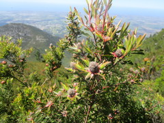 Leucadendron conicum