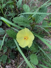 Cienfuegosia drummondii