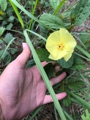 Cienfuegosia drummondii