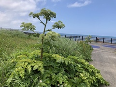Angelica hirsutiflora