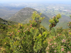 Leucadendron conicum
