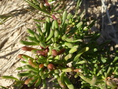 Limbarda crithmoides