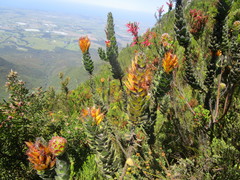 Mimetes pauciflorus