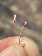 Nemacladus longiflorus